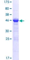 Human GPSM1 / AGS3 Protein (Recombinant GST)