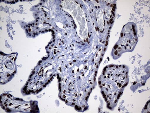 PPARD / PPAR Delta Antibody (aa1-244, clone OTI4D10, Carrier-free)