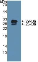 NUP85 / Pericentrin 1 Antibody (aa418-653)