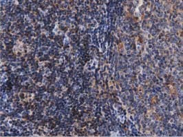 ARHGAP25 Antibody (clone OTI3G1)