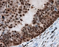 LTA4H / LTA4 Antibody (clone OTI7D11)