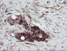 TSC22D1 / TSC22 Antibody (clone OTI1A5)