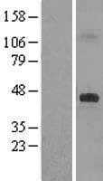 DHCR7 Protein (Over-Expression Lysate Myc-DDK (Flag))