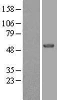 EFS / CASS3 Protein (Over-Expression Lysate Myc-DDK (Flag))