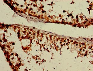 SREB / GPR85 Antibody