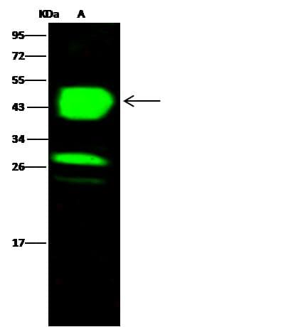 Chil3 / Chi3l3 Antibody (Preservative Free)