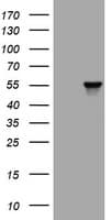 Vimentin Antibody (clone OTI1A9)