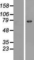 EPN3 Protein (Over-Expression Lysate Myc-DDK (Flag))