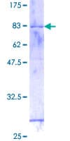 Human GTF2H4 / TFB2 Protein (Recombinant GST)