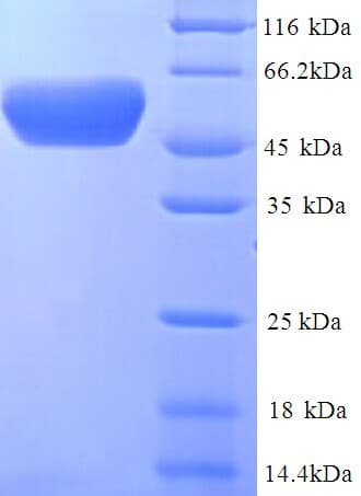 E. coli DegP Protein (Recombinant His)