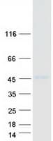 Human RORB / ROR Beta Protein (Recombinant Myc-DDK (Flag))