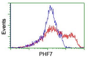 PHF7 Antibody (clone OTI1G9)