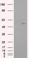 IFIT1 / ISG56 Antibody (clone OTI3G8)