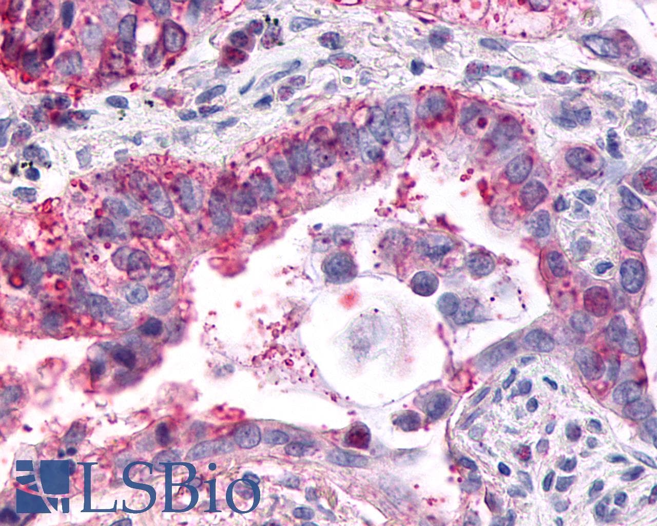 PathPlus™ GPR1 Antibody (C-Terminus)