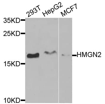 HMGN2 Antibody