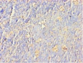 SNCA / Alpha-Synuclein Antibody (aa1-140, HRP)