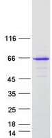 Human FAM221B / C9orf128 Protein (Recombinant Myc-DDK (Flag))
