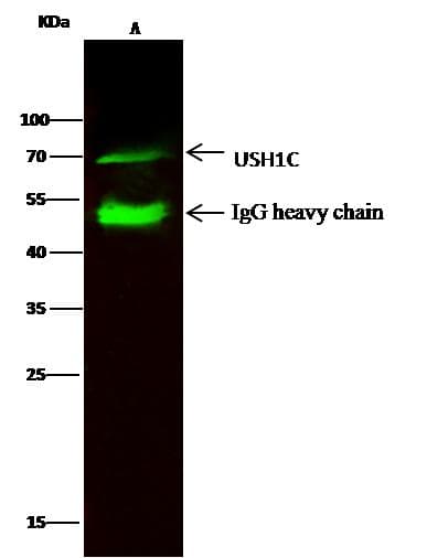 Polyclonal Rabbit anti-Human Harmonin / USH1C Antibody (Preservative Free, IHC, WB)