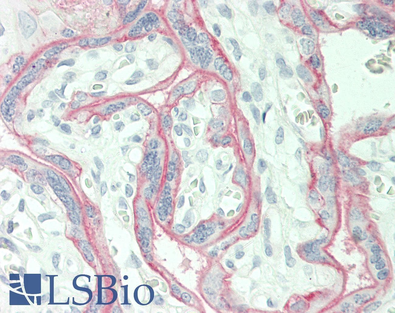 IHC-plus™ Basigin / Emmprin / CD147 Antibody (clone MEM-M6/6, Low Endotoxin)