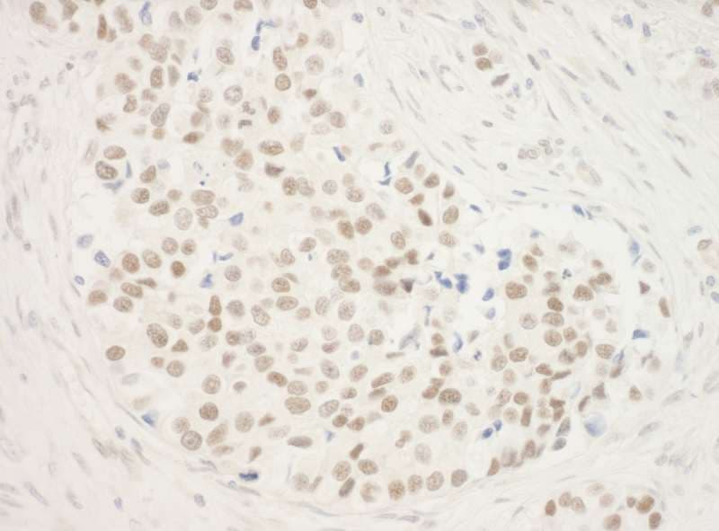 ZNF768 Antibody (aa1-15)