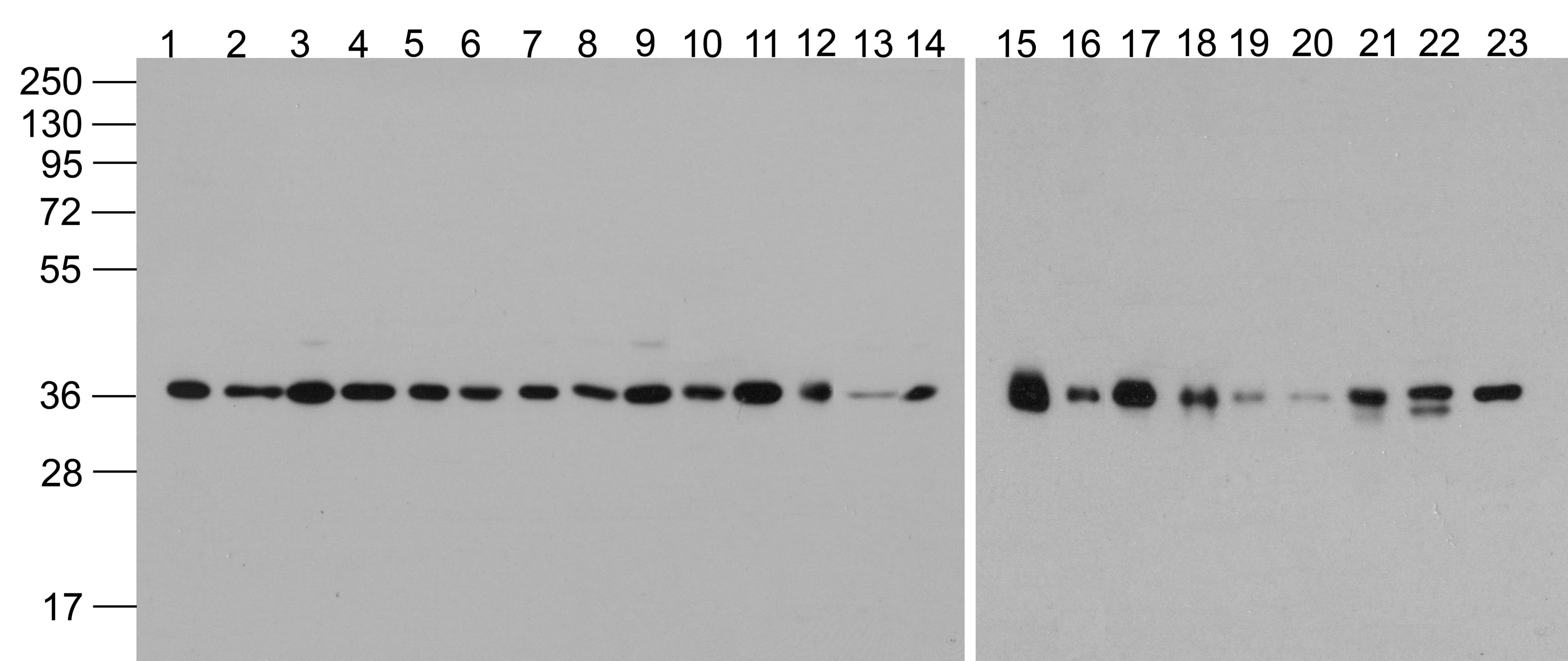 GAPDH Antibody (HRP)
