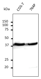 IHC-plus™ ACTB / Beta Actin Antibody (N-Terminus)
