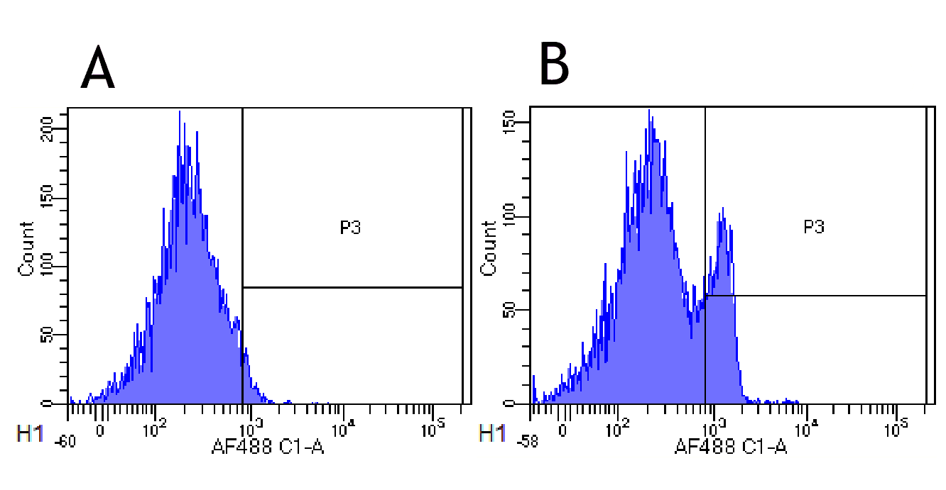 CD4 Antibody (CD4, clone MT310)