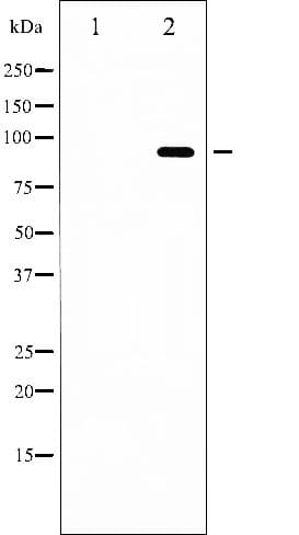 Polyclonal Rabbit anti-Human FOXO3 / FOXO3A Antibody (phospho-Ser253, IHC, WB)
