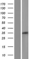 PPTC7 Protein (Over-Expression Lysate Myc-DDK (Flag))
