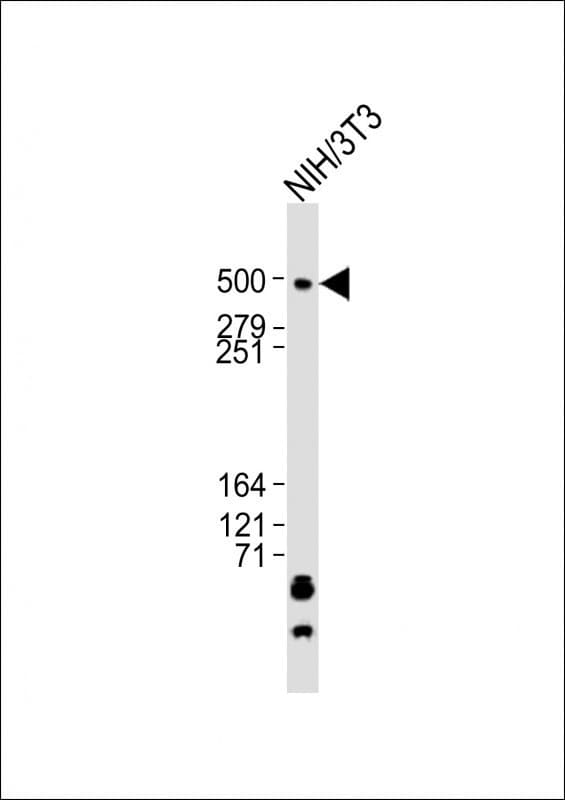 Tra1 / TRRAP Antibody (aa1703-1737)