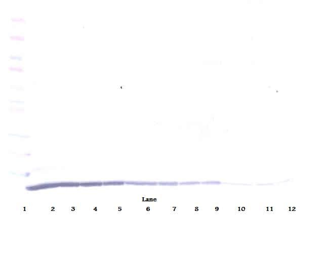 CCL22 / MDC Antibody