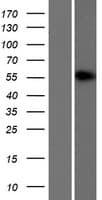 CELF2 / CUGBP2 Protein (Over-Expression Lysate Myc-DDK (Flag))
