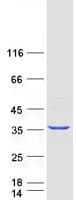 Human GPN2 Protein (Recombinant Myc-DDK (Flag))