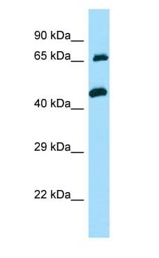 TXLNA / Alpha Taxilin Antibody (C-Terminus)