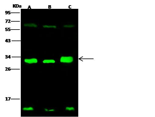 Polyclonal Rabbit anti-Human SFN / Stratifin / 14-3-3 Sigma Antibody (Preservative Free, IF, WB)
