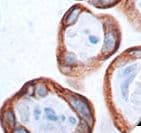 Monoclonal Mouse anti-Human PLAP / Alkaline Phosphatase Antibody (Ready-to-Use, IHC)