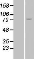 RGS9 Protein (Over-Expression Lysate Myc-DDK (Flag))
