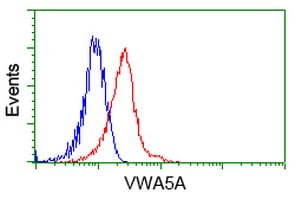 VWA5A Antibody (clone OTI3B4)