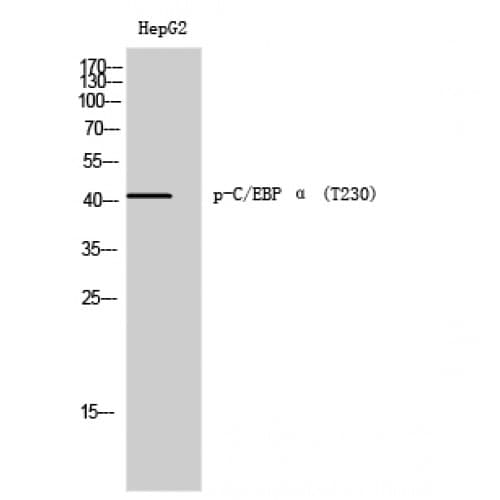 C/EBP Alpha / CEBPA Antibody (170-250 aa)
