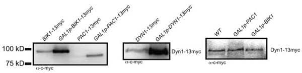 Myc Tag Antibody (c-Myc epitope)