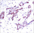STAT1 Antibody