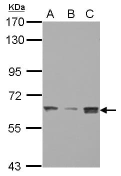 BAF60C / SMARCD3 Antibody