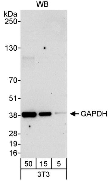 GAPDH Antibody (aa300-C-term)