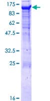 Human PCDHGA8 Protein (Recombinant GST)