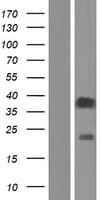 Human OR52I1 Protein (Over-Expression Lysate Myc-DDK (Flag))