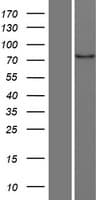 MARK4 Protein (Over-Expression Lysate Myc-DDK (Flag))