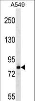 FSCB Antibody (aa794-823)