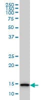 TCEB2 / Elongin B Antibody (clone 6F6)