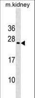 MIXL1 / MIXL Antibody (aa122-151)