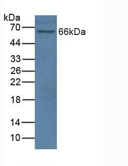 NOS1AP / CAPON Antibody (aa285-506)